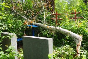 Certified Tree Cutting Service for Professional Results