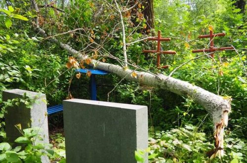 Certified Tree Cutting Service for Professional Results