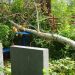 Certified Tree Cutting Service for Professional Results