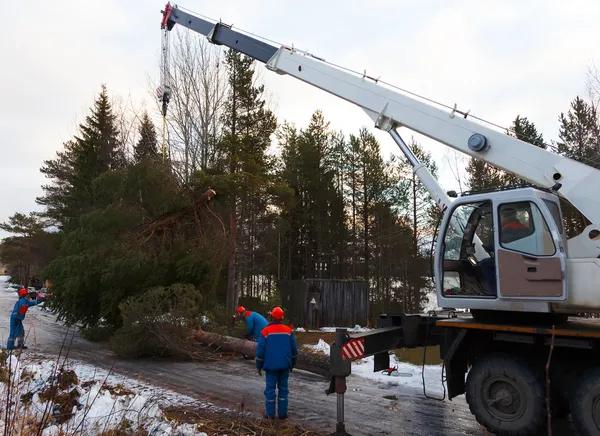 Sindt Tree Service of Auburn Providing Reliable Tree Removal Solutions