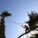 Professional Hedge and Tree Care from tree surgeon Heald Green Experts