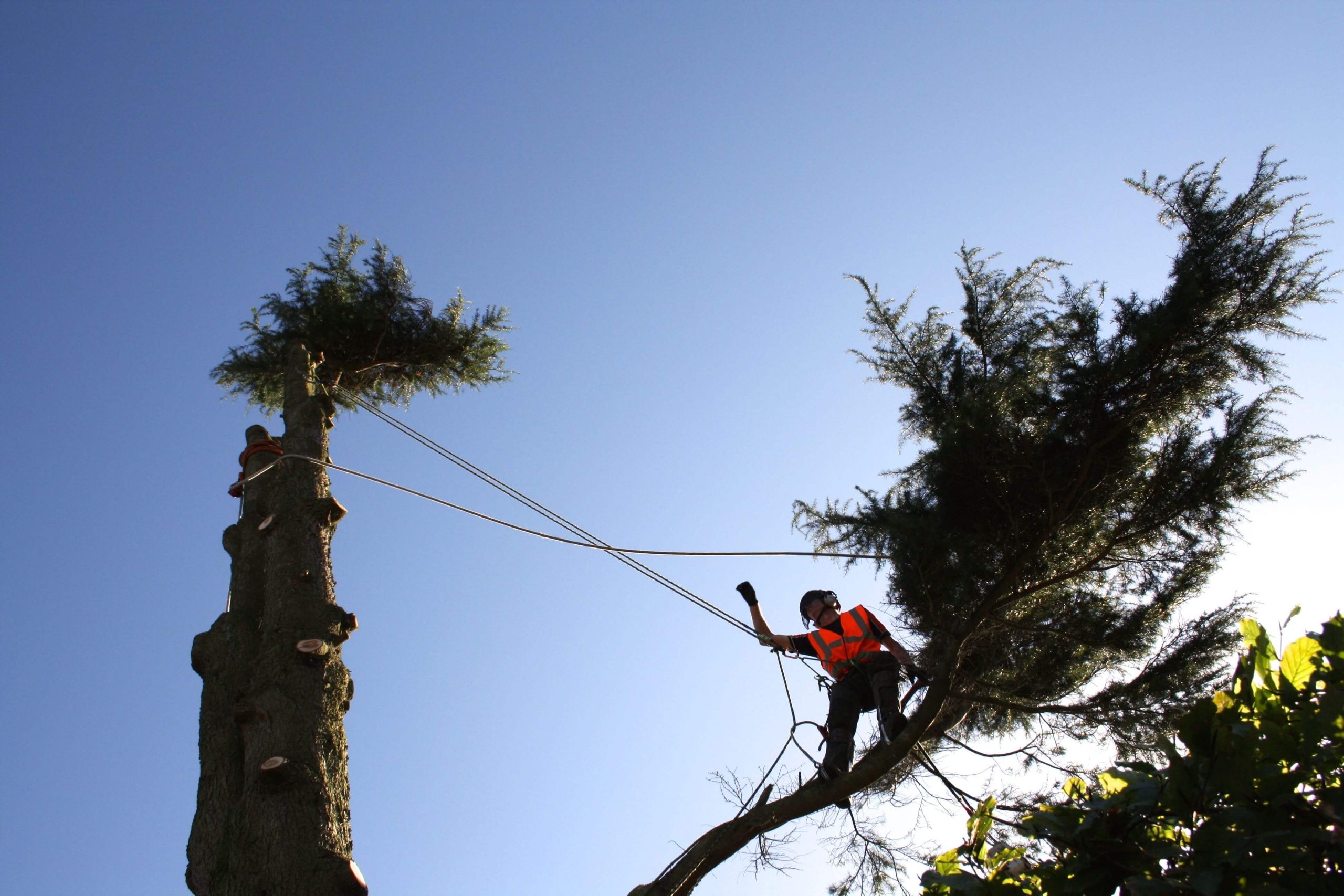 Professional Hedge and Tree Care from tree surgeon Heald Green Experts