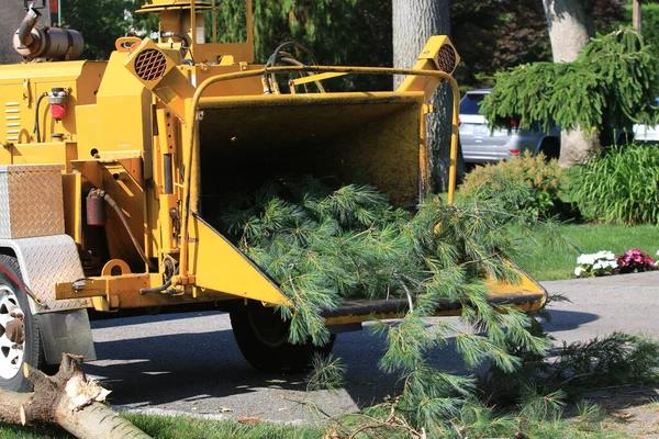 Affordable Tree Service Auburn Homeowners Can Rely On