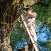 Expert The Tree Guys Services in Jackson MI for Safe & Reliable Tree Solutions