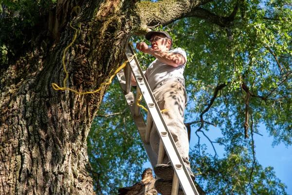 Expert The Tree Guys Services in Jackson MI for Safe & Reliable Tree Solutions