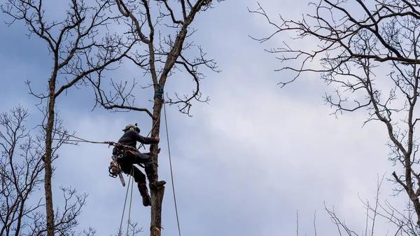 Affordable Tree Service Near Me for Homeowners