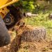 Efficient Tree Services That Protect Your Property