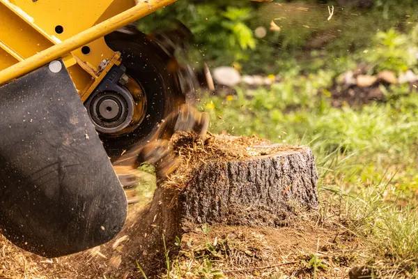 Efficient Tree Services That Protect Your Property